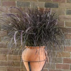 Purple Fountain Grass 10 Purple Fountain Grass -Evergreen Store Purple Fountain Grass 1