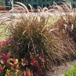 Purple Fountain Grass 9 Purple Fountain Grass -Evergreen Store Purple Fountain Grass 4 FGT