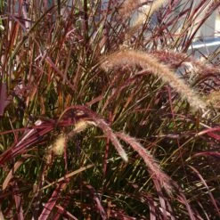 Purple Fountain Grass 8 Purple Fountain Grass -Evergreen Store Purple Fountain Grass 5