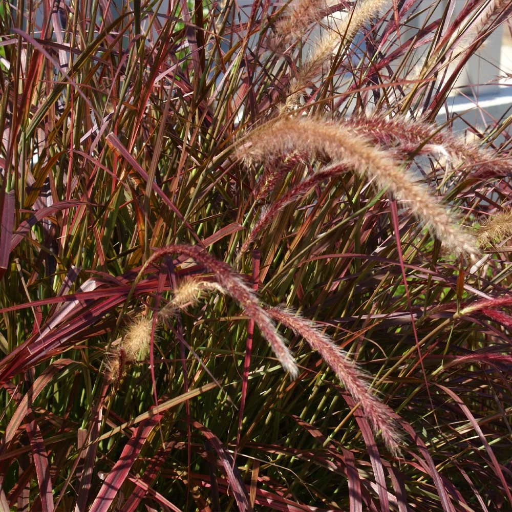 Purple Fountain Grass 3 Purple Fountain Grass - Image 3