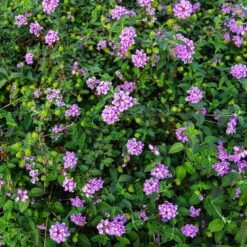 Purple Lantana -Evergreen Store Purple Lantana 7 FGT