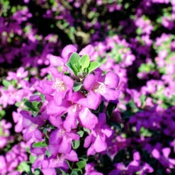 Purple Rain Texas Sage 6 Purple Rain Texas Sage -Evergreen Store Purple Rain Sage 3 FGT