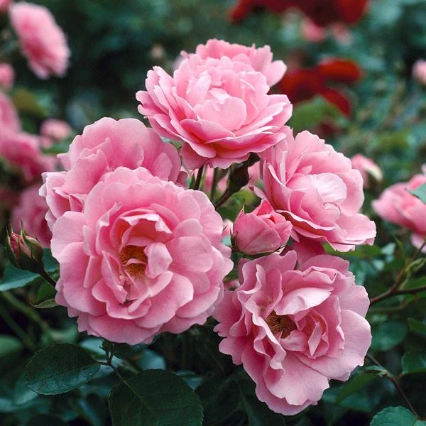 Queen Elizabeth Rose 2 Queen Elizabeth Rose - Image 2