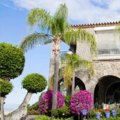 Queen Palm -Evergreen Store Queen Palm 4 FGT