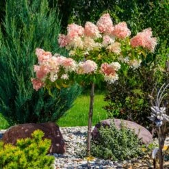 Quick Fire® Hydrangea Tree 7 Quick Fire® Hydrangea Tree -Evergreen Store QyuickFire Hydrangea 1