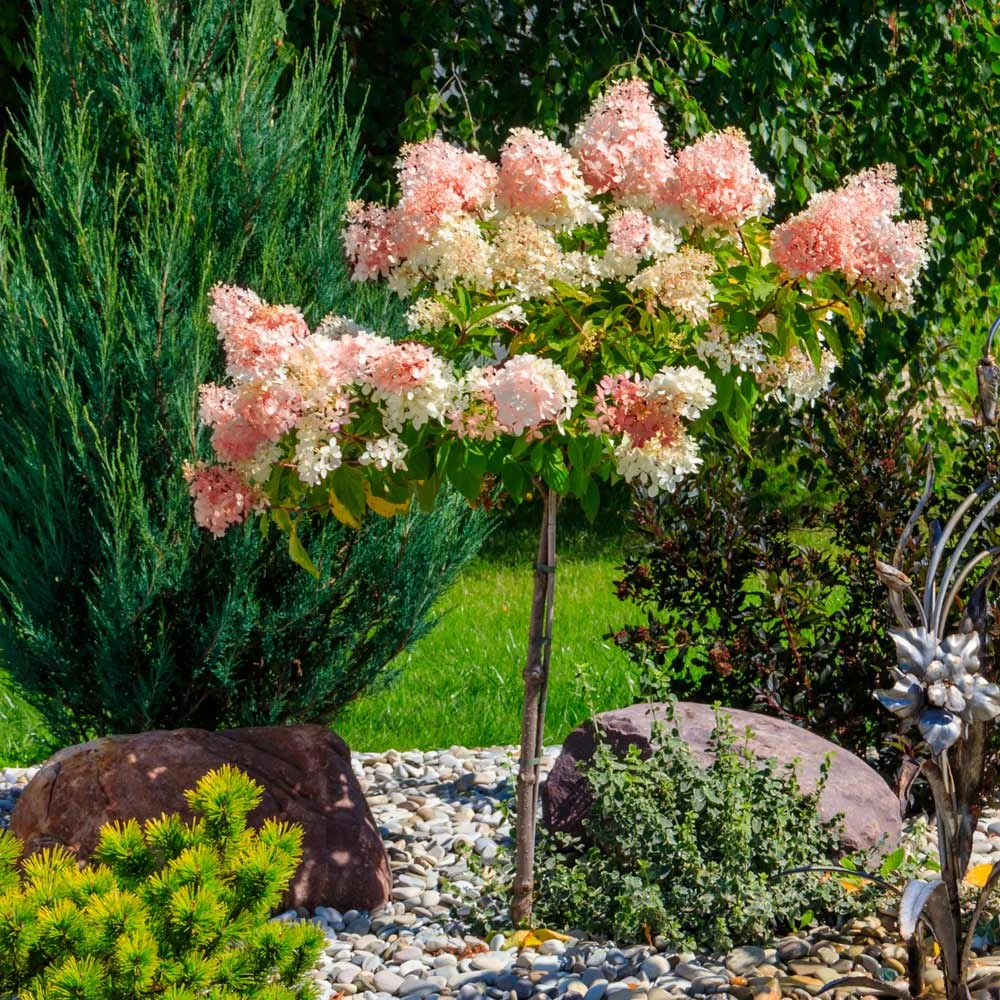 Quick Fire® Hydrangea Tree 3 Quick Fire® Hydrangea Tree - Image 3