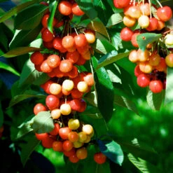 Rainier Cherry Tree -Evergreen Store Rainier Cherry Tree 2 FGT e7faac33 9005 4201 904b 00d7c27600fd