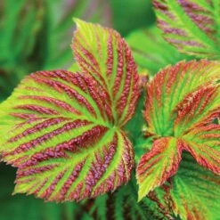 Bushel And Berry® Raspberry Shortcake® Bush -Evergreen Store Raspberry Shortcake 4