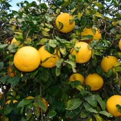 Ray Ruby Grapefruit Tree -Evergreen Store Ray Ruby 1