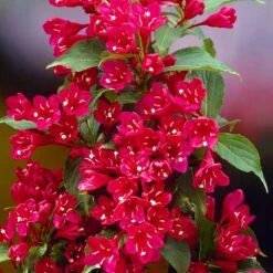 Red Prince Weigela Tree -Evergreen Store Red Prince Wegeila 1 FGT