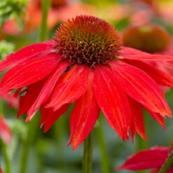 Sombrero® Salsa Red Coneflower 7 Sombrero® Salsa Red Coneflower -Evergreen Store Red Salsa Coneflower 2 FGT