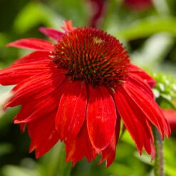 Sombrero® Salsa Red Coneflower 8 Sombrero® Salsa Red Coneflower -Evergreen Store Red Salsa Coneflower 4