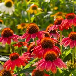 Sombrero® Salsa Red Coneflower 9 Sombrero® Salsa Red Coneflower -Evergreen Store Red Salsa Coneflower 6 FGT