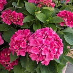 Red N' Pretty® Hydrangea Shrub 5 Red N' Pretty® Hydrangea Shrub -Evergreen Store Red and Pretty Hydrangea 2