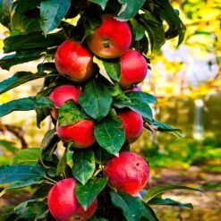 North Pole Columnar Apple Tree -Evergreen Store Red Columnar Apple 3