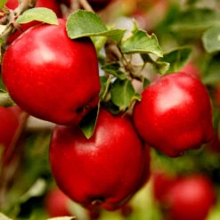 Apple Pollinator Pack -Evergreen Store Red Delicious Apple 1