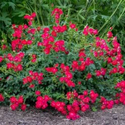 Red Drift® Rose -Evergreen Store Red Drift Rose 1