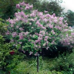 Red Pixie Lilac Tree 7 Red Pixie Lilac Tree -Evergreen Store Red Pixie Lilac Tree 2