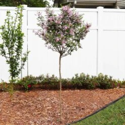 Red Pixie Lilac Tree 6 Red Pixie Lilac Tree -Evergreen Store Red Pixie Lilac Tree 4 FGT