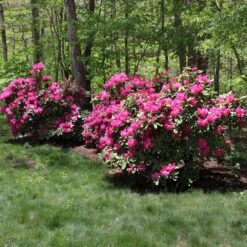 Red Rhododendron Shrub -Evergreen Store Red Rhododendron 1 FGT