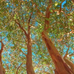 Red Rocket Crape Myrtle -Evergreen Store Red Rocket Crape Myrtle