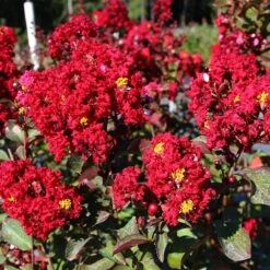 Red Rocket Crape Myrtle -Evergreen Store Red Rocket Crape Myrtle FGT 2jpg