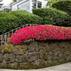 Red Ruffles Azalea Shrub 6 Red Ruffles Azalea Shrub -Evergreen Store Red Ruffles Azalea 7