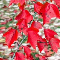 Red Sunset® Maple Tree 7 Red Sunset® Maple Tree -Evergreen Store Red Sunset Maple 2