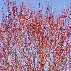 Red Sunset® Maple Tree 8 Red Sunset® Maple Tree -Evergreen Store Red Sunset Maple 3