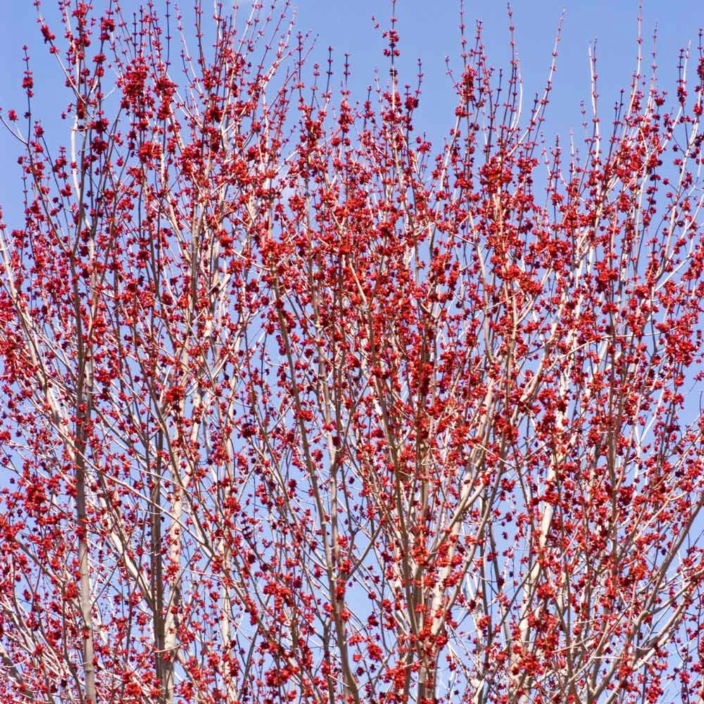 Red Sunset® Maple Tree 4 Red Sunset® Maple Tree - Image 4