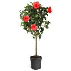 Red Tropical Hibiscus Tree -Evergreen Store Red Tropical Hibiscus Tree 5