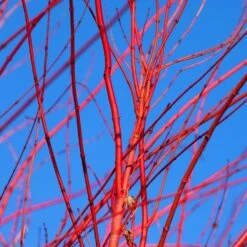 Red Twig Dogwood Shrub -Evergreen Store Red Twig Dogwood 3 FGT