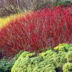 Red Twig Dogwood Shrub -Evergreen Store Red Twig Dogwood 4