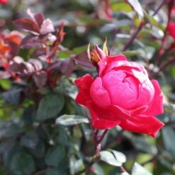 Double Knock Out® Rose -Evergreen Store Red knockout rose 2