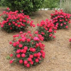 Double Knock Out® Rose -Evergreen Store Red knockout rose 4
