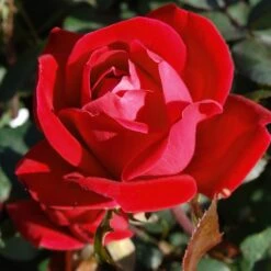 Double Knock Out® Rose -Evergreen Store Red knockout rose 7 FGT