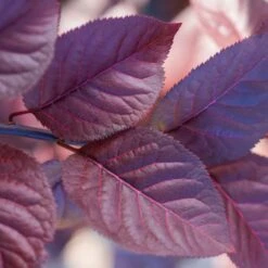 Purple Plunge Weeping Plum Tree -Evergreen Store Redbud Purple Plunge 2 b8894708 2bb9 4f3e 8d30 7b3eeb931914