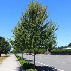 Redpointe® Maple -Evergreen Store Redpointe Maple 1