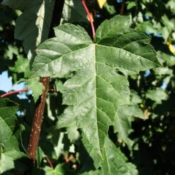 Redpointe® Maple -Evergreen Store Redpointe Maple 2