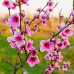 Redskin Peach Tree 6 Redskin Peach Tree -Evergreen Store Redskin Peach Tree 3 8df8851c ef3e 4a16 b538 29f1adcb997c