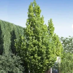 Regal Prince Oak Tree 6 Regal Prince Oak Tree -Evergreen Store Regal Prince Oak 1