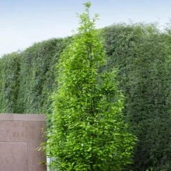 Regal Prince Oak Tree 7 Regal Prince Oak Tree -Evergreen Store Regal Prince Oak 3