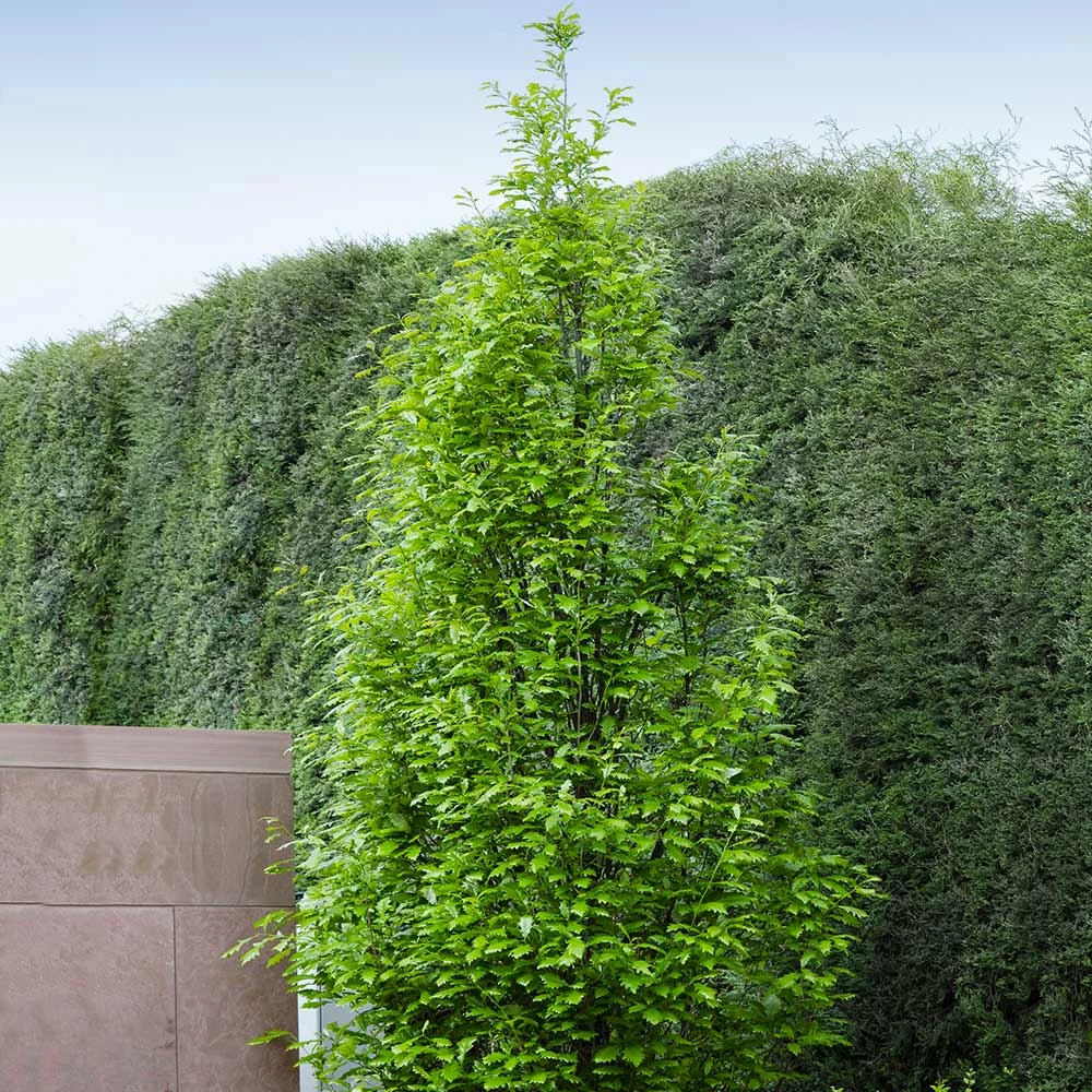 Regal Prince Oak Tree 4 Regal Prince Oak Tree - Image 4