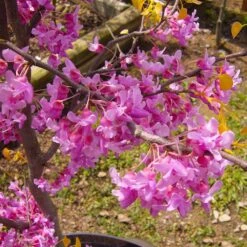 The Rising Sun™ Eastern Redbud Tree 9 The Rising Sun™ Eastern Redbud Tree -Evergreen Store Rising Sun Redbud 6