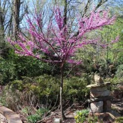 The Rising Sun™ Eastern Redbud Tree 10 The Rising Sun™ Eastern Redbud Tree -Evergreen Store Rising Sun Redbud 7