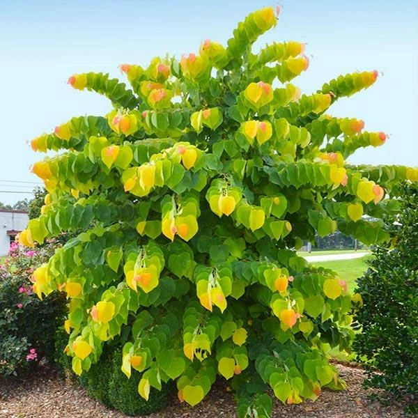 The Rising Sun™ Eastern Redbud Tree 1 The Rising Sun™ Eastern Redbud Tree