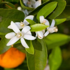 Robertson Navel Orange 8 Robertson Navel Orange -Evergreen Store Robertson Navel Orange 1