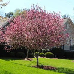 Robinson Crabapple Tree 7 Robinson Crabapple Tree -Evergreen Store Robinson Crabapple 3 FGT