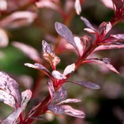 Rose Glow Barberry Shrub 6 Rose Glow Barberry Shrub -Evergreen Store Rose GLow Barberry 1 FGT