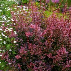 Rose Glow Barberry Shrub 7 Rose Glow Barberry Shrub -Evergreen Store Rose GLow Barberry 3 FGT